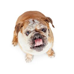 Hungry Bulldog Looking Up