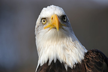 Bald eagle