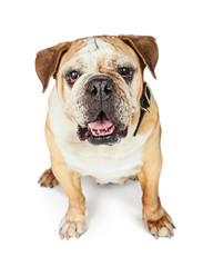 Fototapeta premium Old English Bulldog Over White
