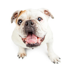 Obraz premium Overhead View Happy Bulldog