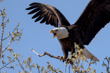 An American Bald Eagle on a treee on a beautiful day.