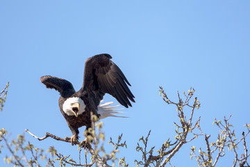 An American Bald Eagle on a treee on a beautiful day.