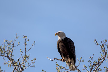 An American Bald Eagle on a treee on a beautiful day.