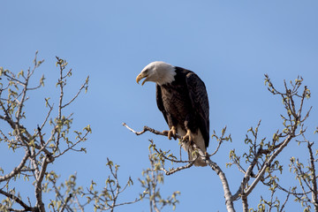 An American Bald Eagle on a treee on a beautiful day.