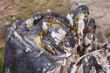 Stump wood in the forest.