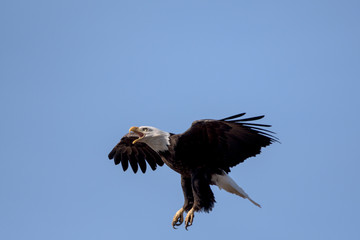 An American Bald Eagle landing on a treee on a beautiful day.