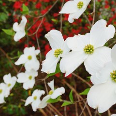 White flower of the dogwood (cornus) tree in spring
