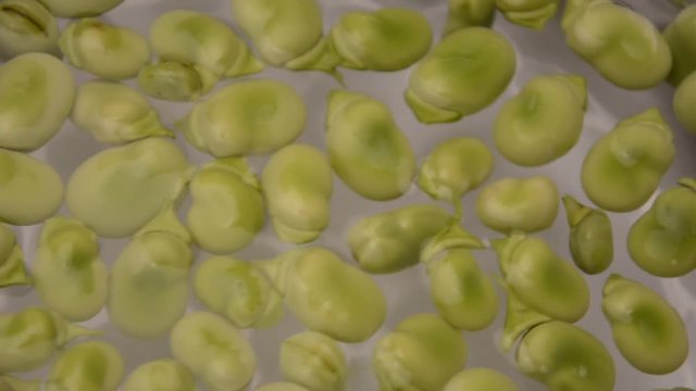 Vicia faba Broad bean ソラマメ Fava فول Ackerbohne Fave Haba Bob English mahunarka B&oacute;b Боб садовый 蚕豆 Tuinboon obecn&yacute; F&egrave;ves Bondb&ouml;na פול