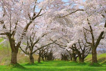 雫石園地の桜並木