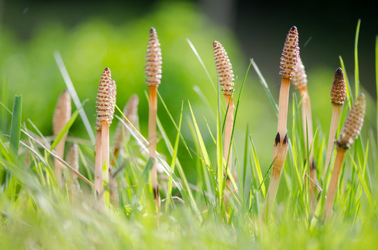 Field horsetail (Equisetum arvense) fertile stems. Fertile stems on this plant in the family Equisetaceae, growing amongst grass in the UK