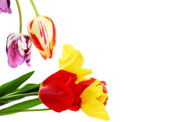 Fototapeta na wymiar colorful spring tulip flower as background with text copy space