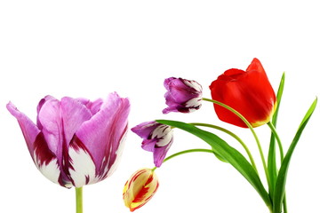 Fototapeta premium colorful spring tulip flower as background with text copy space