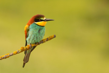 Small bird perched nice plumage