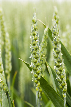 unripe ears of wheat 