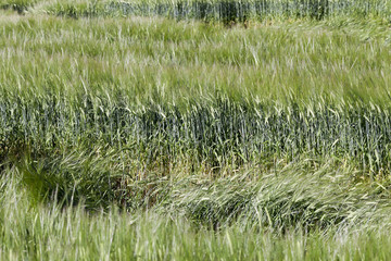 green cereals, close-up  