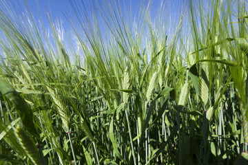 immature grass sky  