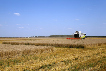 Fototapeta premium Harvester in the field