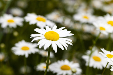 white daisy , flowers.