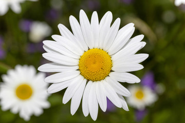 Obraz premium white daisy , flowers.