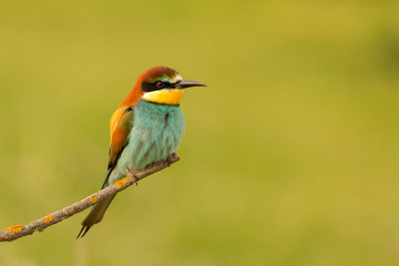 Fototapeta premium Small bird perched nice plumage