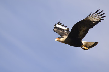 Carrion Bird of Patagonia