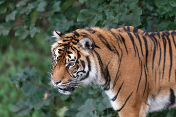 Sumatran tiger (Panthera tigris sumatrae)