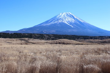 Fototapeta premium 朝霧高原から見た富士山