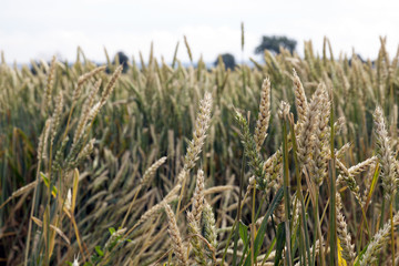green cereals, close-up  