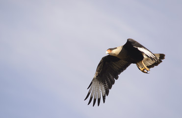 Carrion Bird of Patagonia