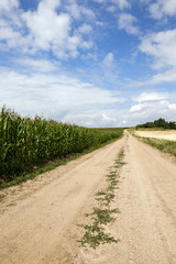 Fototapeta na wymiar Corn field, summer 
