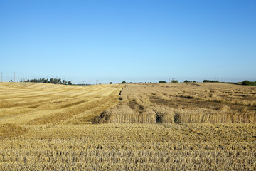 cereal harvest field 