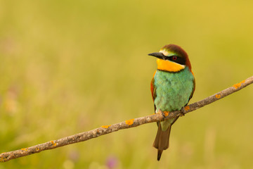 Small bird perched nice plumage