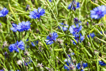 blue cornflower ,  spring