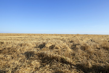 farm field cereals  