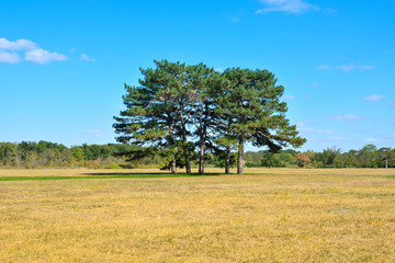 Trees on meadow. Colorful landscape, natural wood background