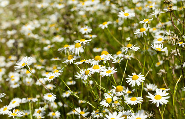 white daisy  in bloom