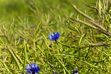 Flowers of cornflower  