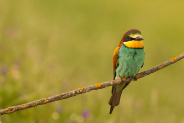 Small bird perched nice plumage