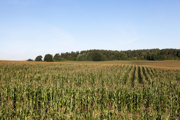 Fototapeta na wymiar Corn field, summer time 