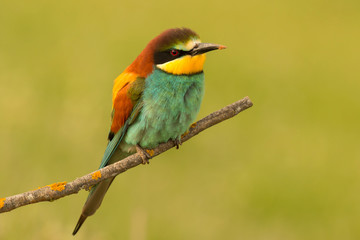 Small bird perched nice plumage