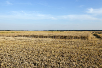 harvesting wheat, cereals  