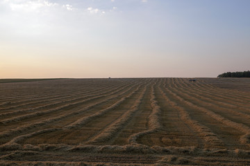 Fototapeta na wymiar harvesting wheat, cereals 