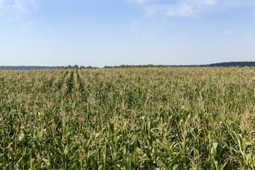 Corn field, summer 