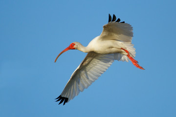 White Ibis flying in blue sky