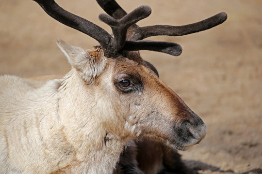 Rendeer