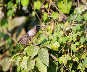 The red-vented bulbul is a member of the bulbul family of perching birds. It is resident breeder across the Indian subcontinent, including Sri Lanka extending east to Burma and parts of Tibet. 