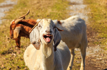 Laughing Nubian Goat:
An off-white Nubian Goat appearing to laugh uncontrollably with teeth and...