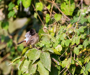 The red-vented bulbul is a member of the bulbul family of perching birds. It is resident breeder across the Indian subcontinent, including Sri Lanka extending east to Burma and parts of Tibet. 