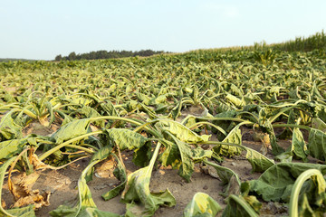 Naklejka premium Sugar beet in drought 