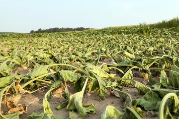 Fotobehang Sugar beet in drought   © rsooll